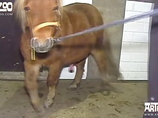 Stallion Anal Zoo Porn