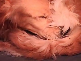 Best Animal Sex Video