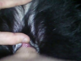 Pene De Caballo