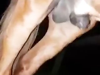 Секс З Собаками