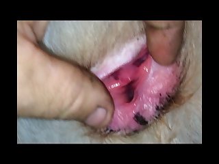 Zoofilia Videos