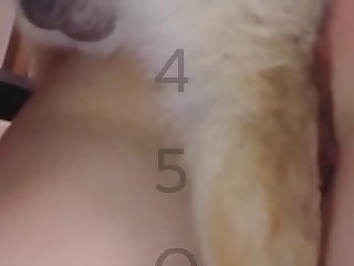 Wet Dog Porn