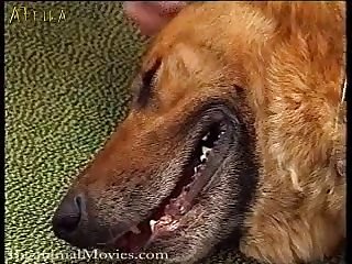 Karı Siken Köpek