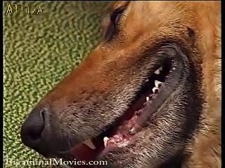 Karı Siken Köpek