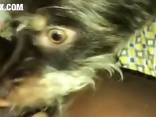 Donna Scopa Cane