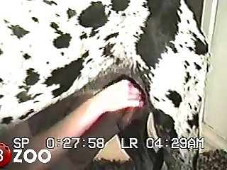 Horny Girl Moans As Fucker Thrusts Wildly Into Her Fervent