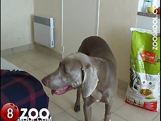 Draw Back And His Tail Whips Against The Ground