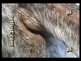 Zoo Gay Petlust M16 4 Bb14 Big Knot Part 8