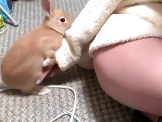 Rabbit Humping