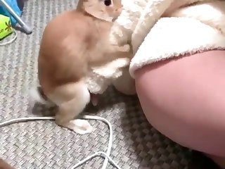 Rabbit Humping
