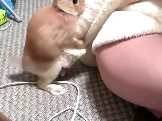 Rabbit Humping