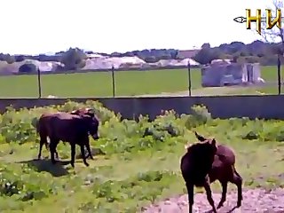 animal sex