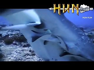 Grey Reef Shark Mating