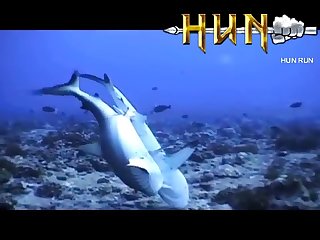 Grey Reef Shark Mating