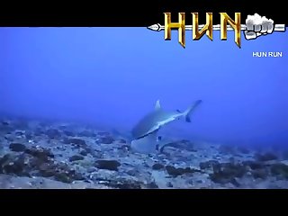 Grey Reef Shark Mating