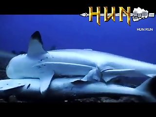 Grey Reef Shark Mating
