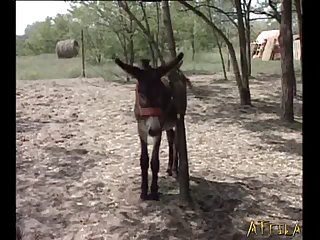 Donkey Orgie Part 1