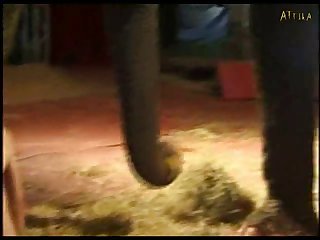 Sexy Girl And Elephant Part 2