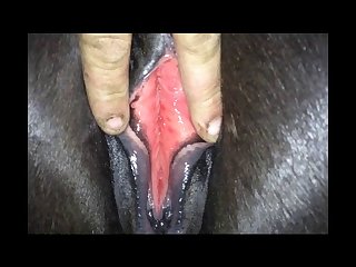 Her By The Bridle And Walked Her Out. After Unclipping