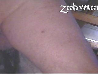 Zh Maregasm