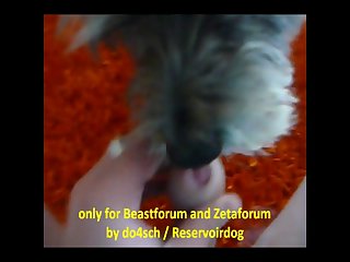 Pornhub Kitty Cat